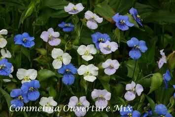 Commelina tuberosa 'Ouverture Mix'